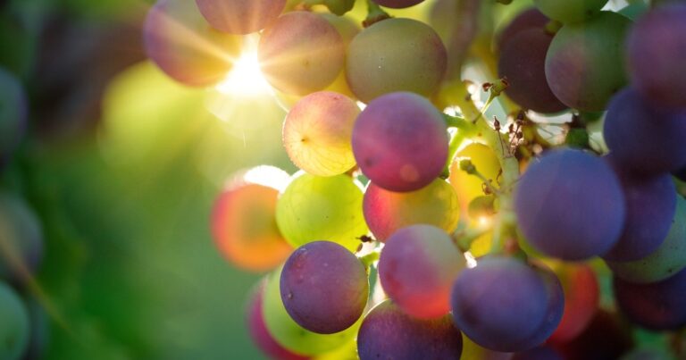 Resveratrol – Wissenschaftliche Faltenpflege aus der Weinranke|Resveratrol – Wissenschaftliche Faltenpflege aus der Weinranke|Caudalie Resveratrol Lift Augenbalsam|Caudalie Resveratrol Lift Lifting Fluid LSF 20|Caudalie Resveratrol Lift Kaschmir Creme|Caudalie Resveratrol Lift Kräuter-Nachtcreme Resveratrol - Wissenschaftliche Faltenpflege aus der Weinranke|Resveratrol - Wissenschaftliche Faltenpflege aus der Weinranke|Caudalie Resveratrol Lift Augenbalsam|Caudalie Resveratrol Lift Lifting Fluid LSF 20|Caudalie Resveratrol Lift Kaschmir Creme|Caudalie Resveratrol Lift Kräuter-Nachtcreme