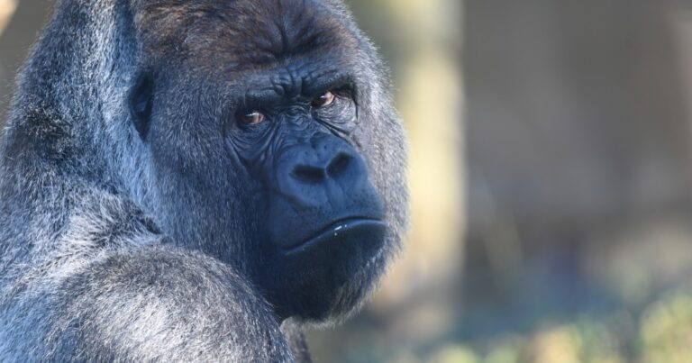 Das Chefhormon Serotonin Das Chefhormon Serotonin