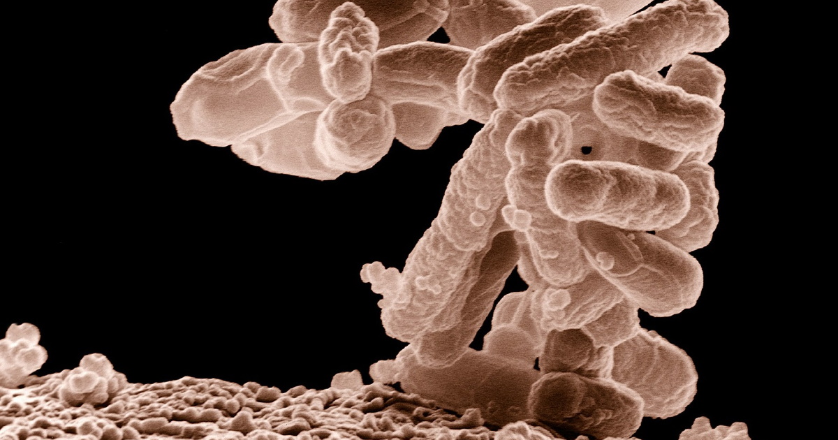 Pilze im Darm Pilze im Darm