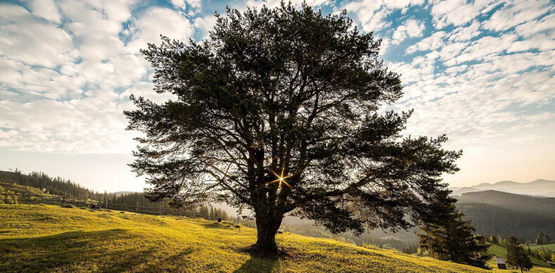 Vorstellung: Heilblog von Dr. Andreas Oberhofer Vorstellung: Heilblog von Dr. Andreas Oberhofer