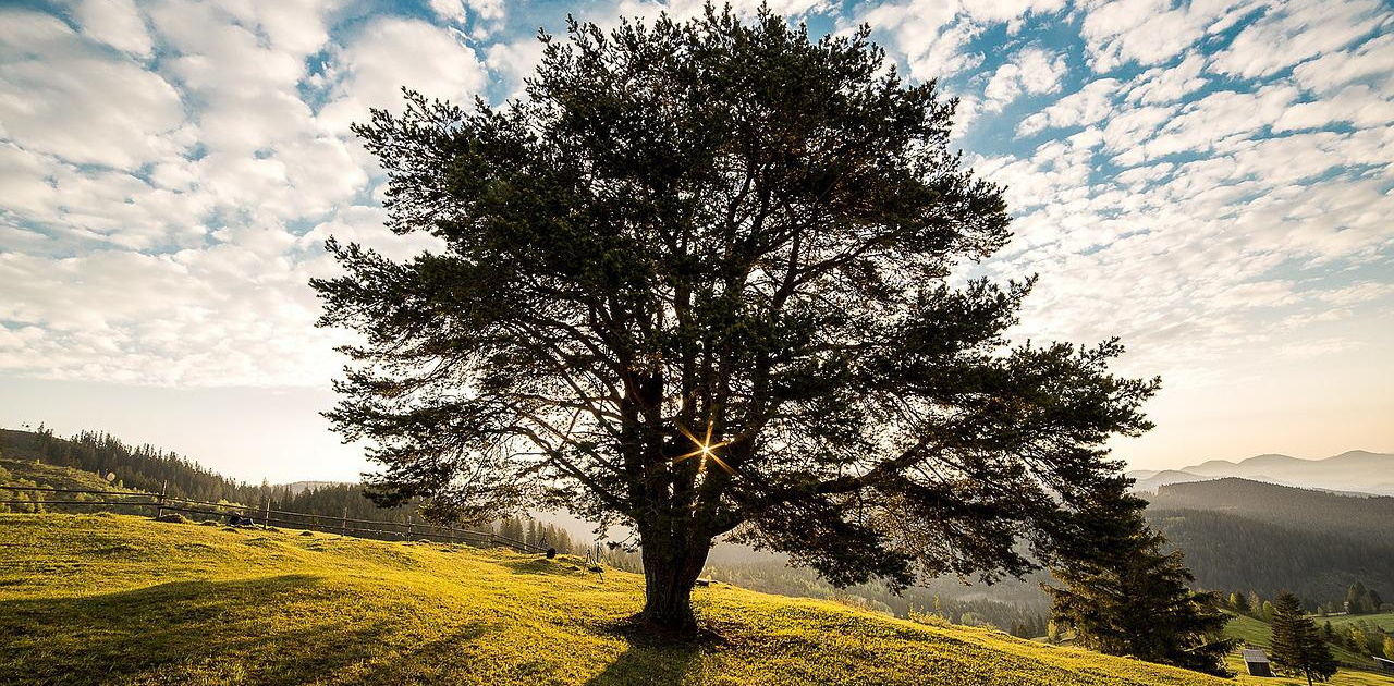 Vorstellung: Heilblog von Dr. Andreas Oberhofer Vorstellung: Heilblog von Dr. Andreas Oberhofer