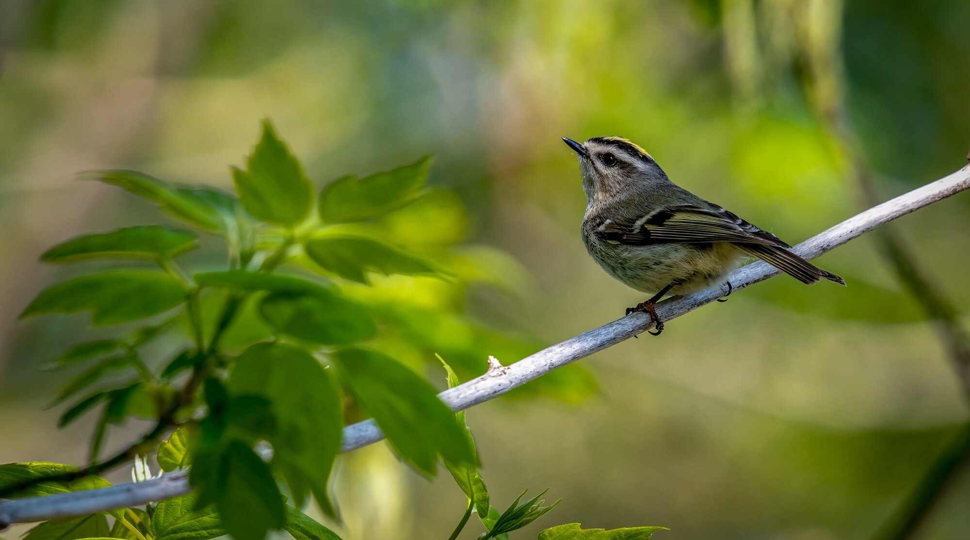 vogel naturgeraeusche.jpg Ein kleiner Vogel sitzt auf einem Ast, umgeben von grünen Blättern, und blickt nach oben.