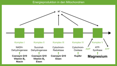 Energieproduktion in den Mitochondrien Energieproduktion in den Mitochondrien