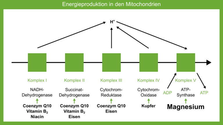 Energieproduktion in den Mitochondrien
