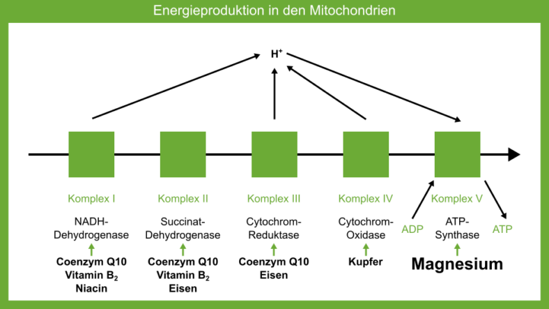 Energieproduktion in den Mitochondrien