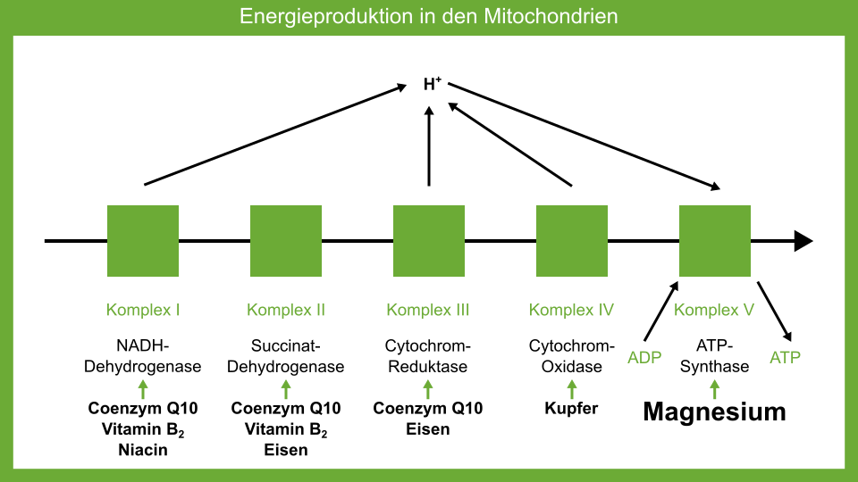 Energieproduktion in den Mitochondrien