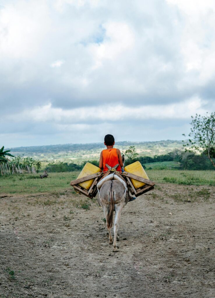working donkey carrying person and containers 10673156 working donkey carrying person and containers 10673156